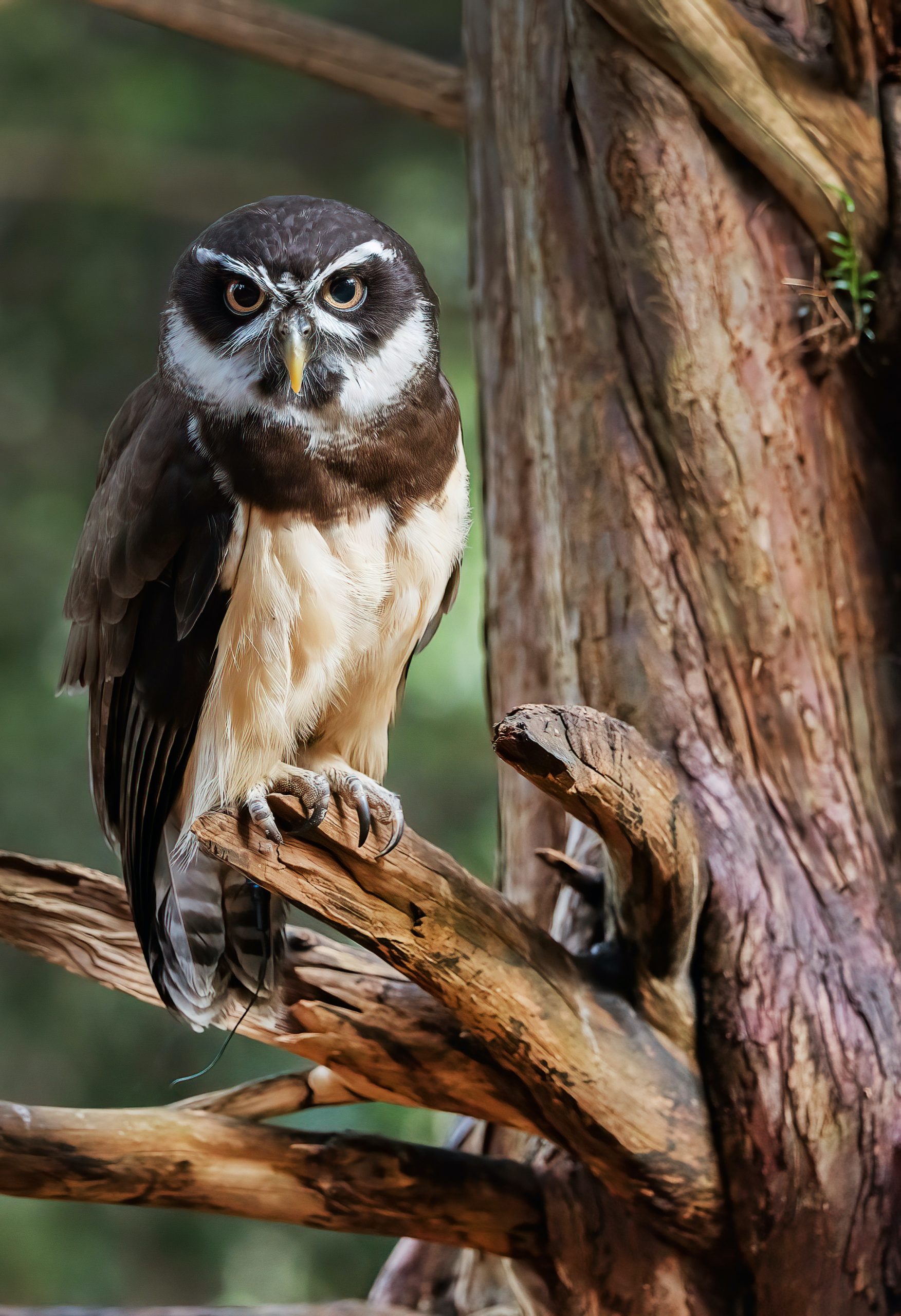 UK, Sherwood Forrest, Nottinghamshire Birds of Prey Event