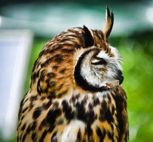 Mylo - Peruvian Striped Owl