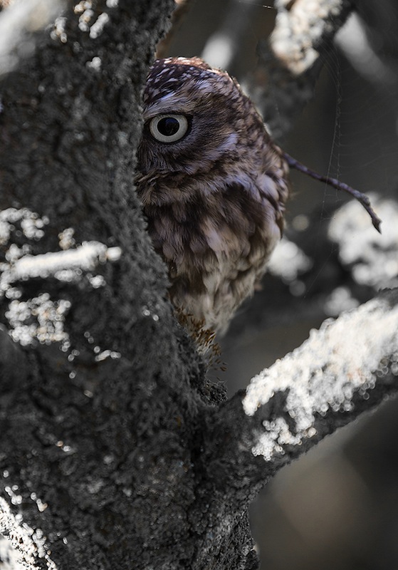 Little Owl