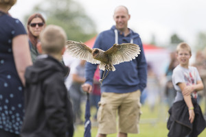 Bird of Prey Displays – UK Wide | Hawkeye Falconry UK