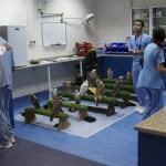 Falcon Hospital - Abu Dhabi