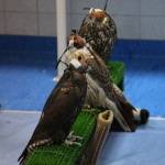 Falcon Hospital - Abu Dhabi