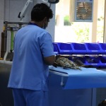 Falcon Hospital - Abu Dhabi