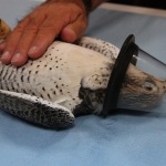 Falcon Hospital - Abu Dhabi