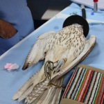 Falcon Hospital - Abu Dhabi