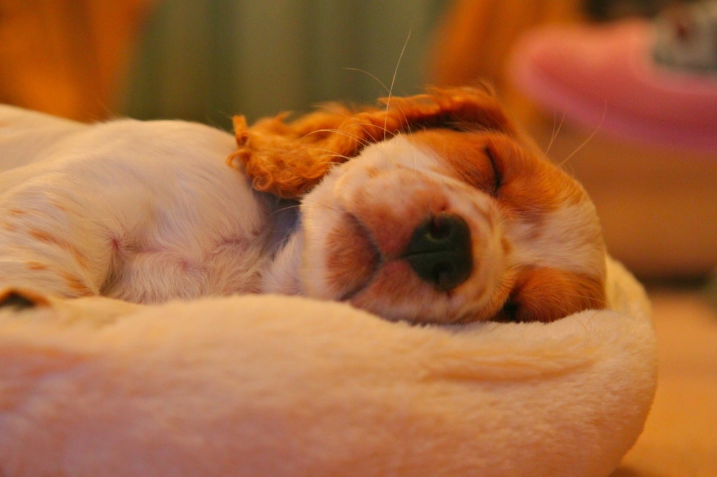 Holly - nine week old working cocker spaniel