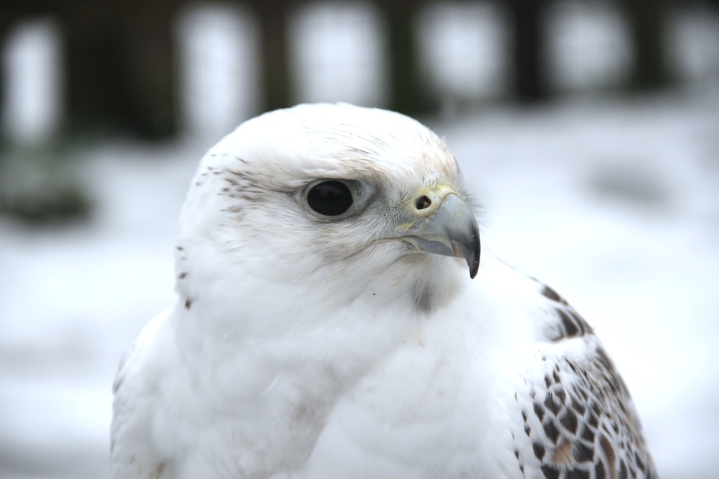 Gyr Falcon in Snow