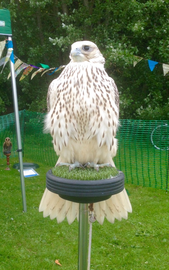 Grace - Hawkeye Falconry UK