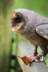 Bird workshops