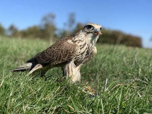 Tyrion - Male Saker Falcon