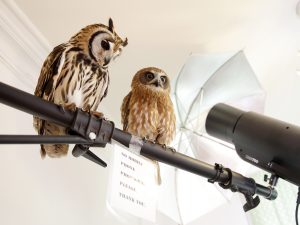 Owls Photoshoot