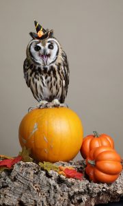 Halloween Owl