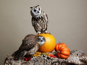 Halloween Owl