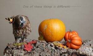 Halloween Cute Owl