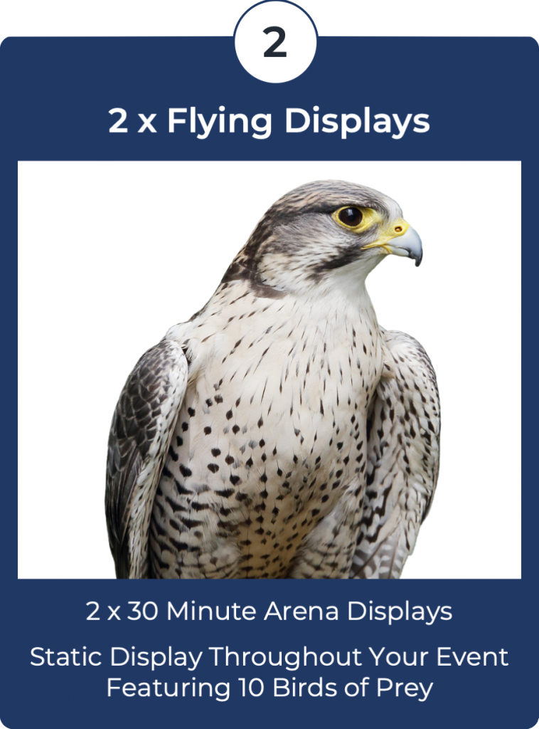 Falconry Displays Package