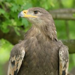 Surrenna - Steppe Eagle