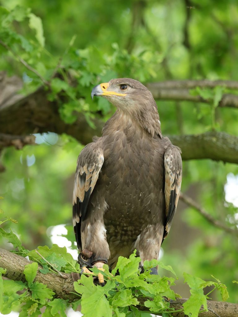 Surrena - Steppe Eagle