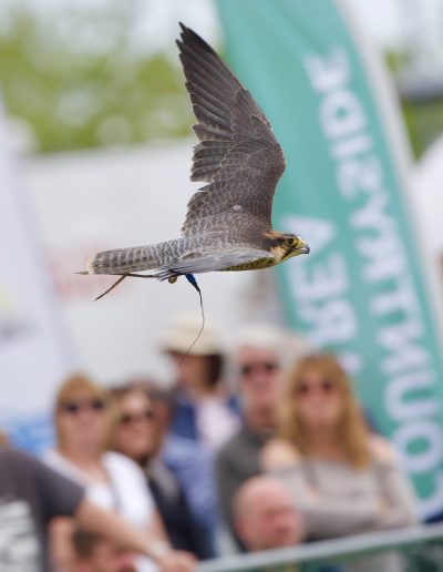 Wallace at Nottinghamshire County Show