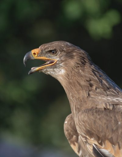 Steppe Eagle