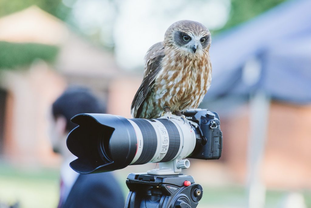 Made In Chelsea Owl