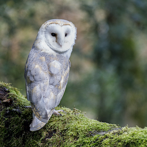 Bubble - Barn Owl