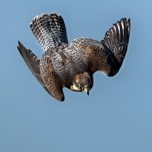 Otto - Peregrine Falcon