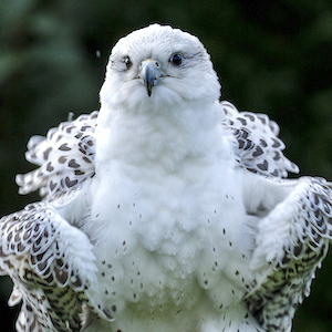 Grace - Gyr Falcon