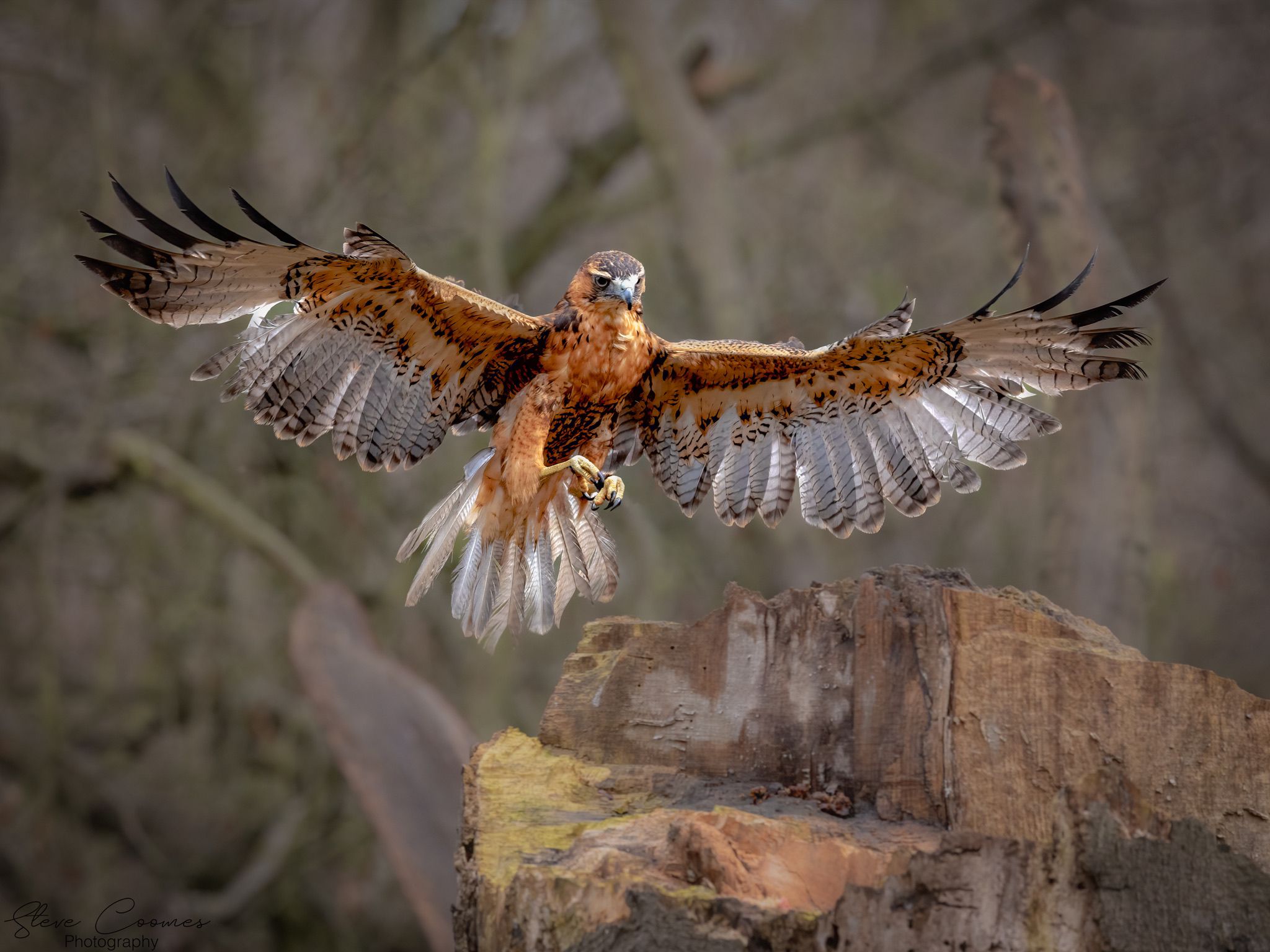 UK, Sherwood Forrest, Nottinghamshire Birds of Prey Event